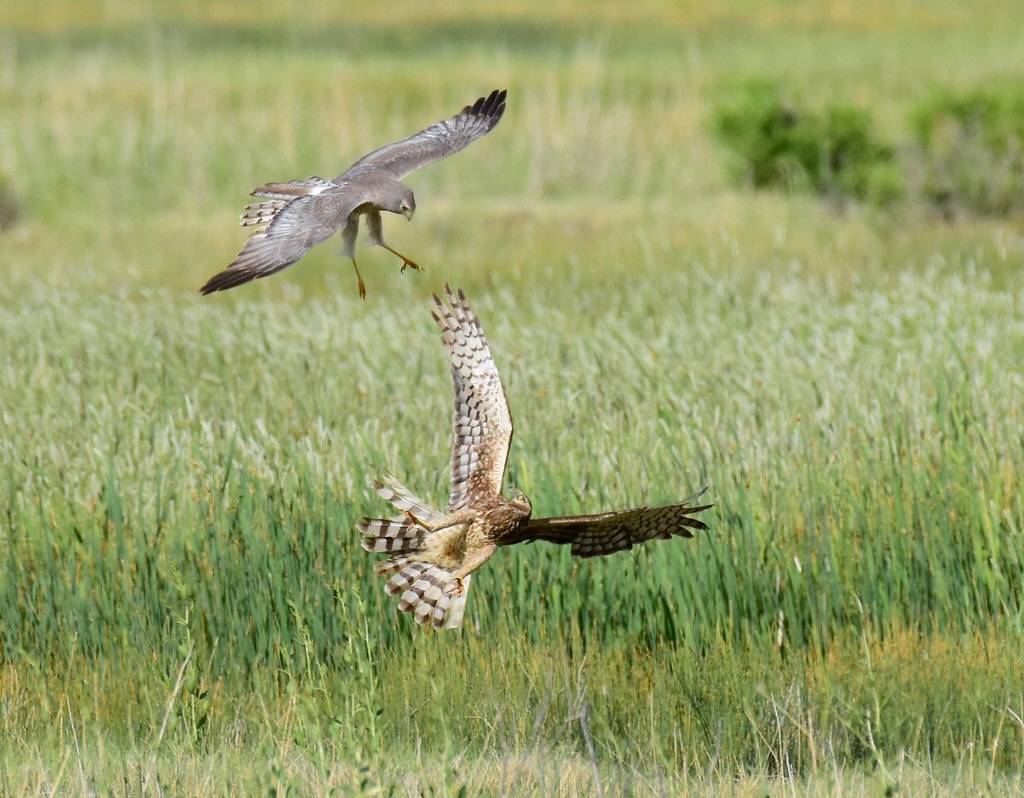 Northern harrier at Seedskadee National Wildlife Refuge Wyoming by Tom Koerner/USFWS Mountain Prairie is marked with Public Domain Mark 1.0.